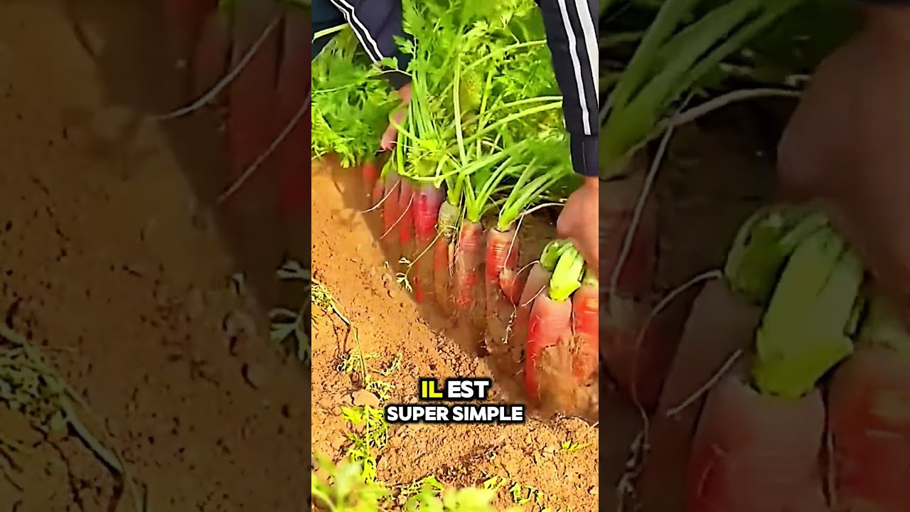 Découvrez Cette Astuce Pour Planter Vos Carottes Facilement ! #plantation #agriculture #jardin