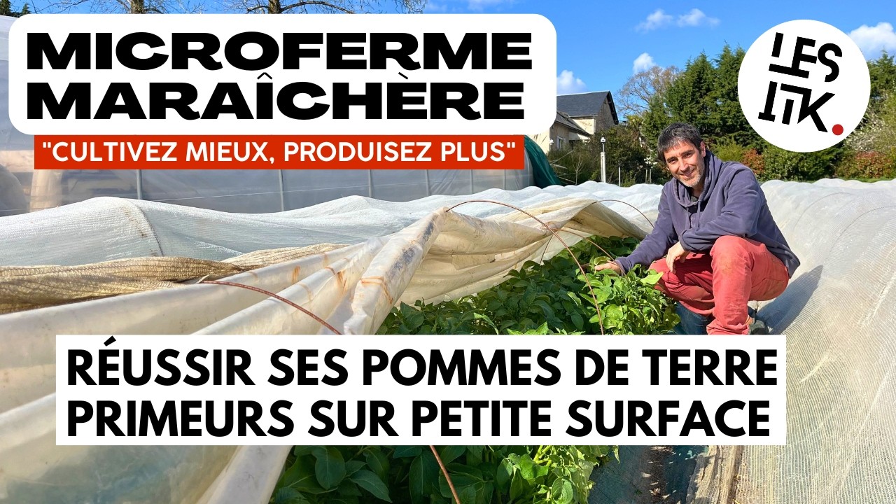 Itinéraire technique de la pomme de terre primeur : plantation, gestion, récolte