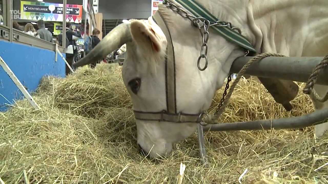 Objectif médailles au Salon de l'Agriculture