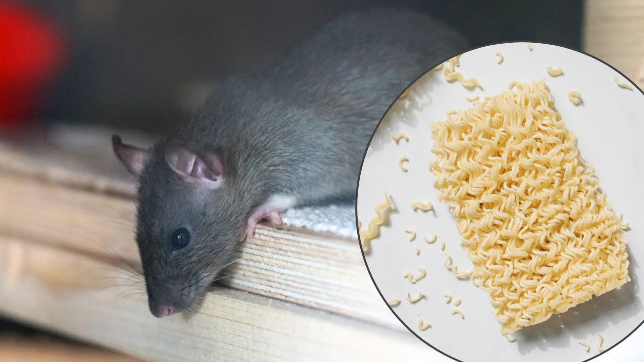 Une simple soupe suffit à éliminer tous les rats et souris de ta maison – incroyable mais vrai