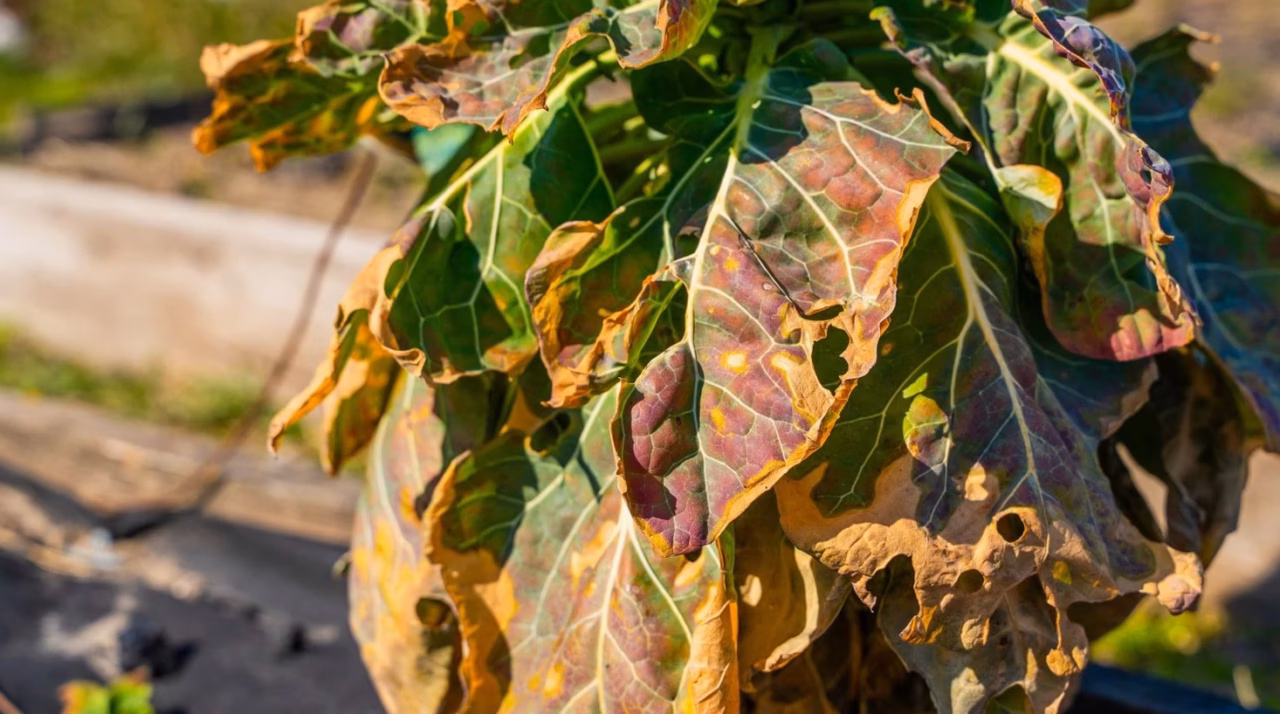 Durée de conservation des courges: conseils de stockage